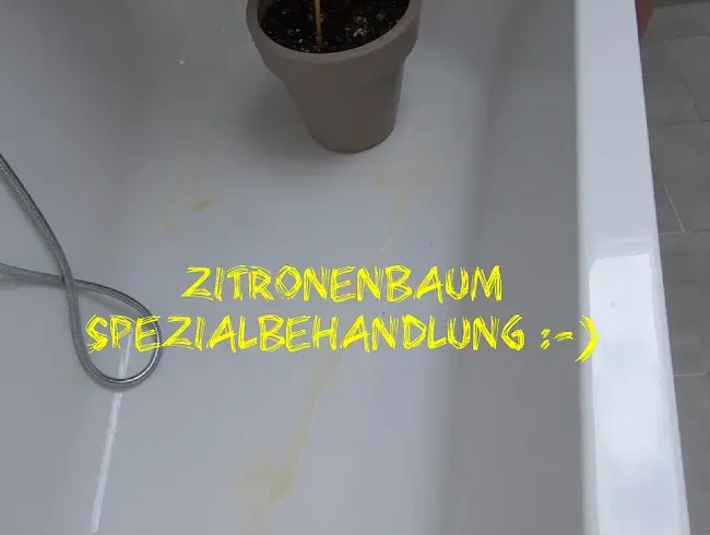 Zitronenbaum Spezialbehandlung (mit meiner gelben Pisse)