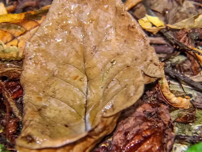 Peeing on the Forest Floor