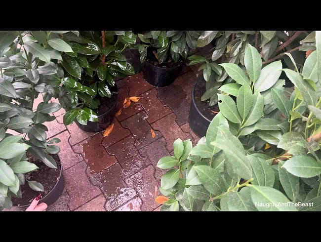 Skandal: Welches Bäumchen wir wohl nehmen? Publicpiss!